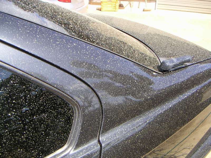 花粉がボディに与える影響は すぐに洗ったほうが良い理由を解説 東京で高級手洗い出張洗車japan Gold Wash