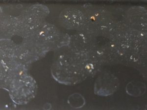 ウロコ状になった花粉のシミ